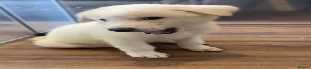 Japanese Akita Inu Puppy 3
