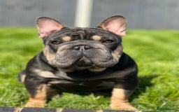 French Bulldog dogs for stud:  **  French Bulldog Stud - Image 10