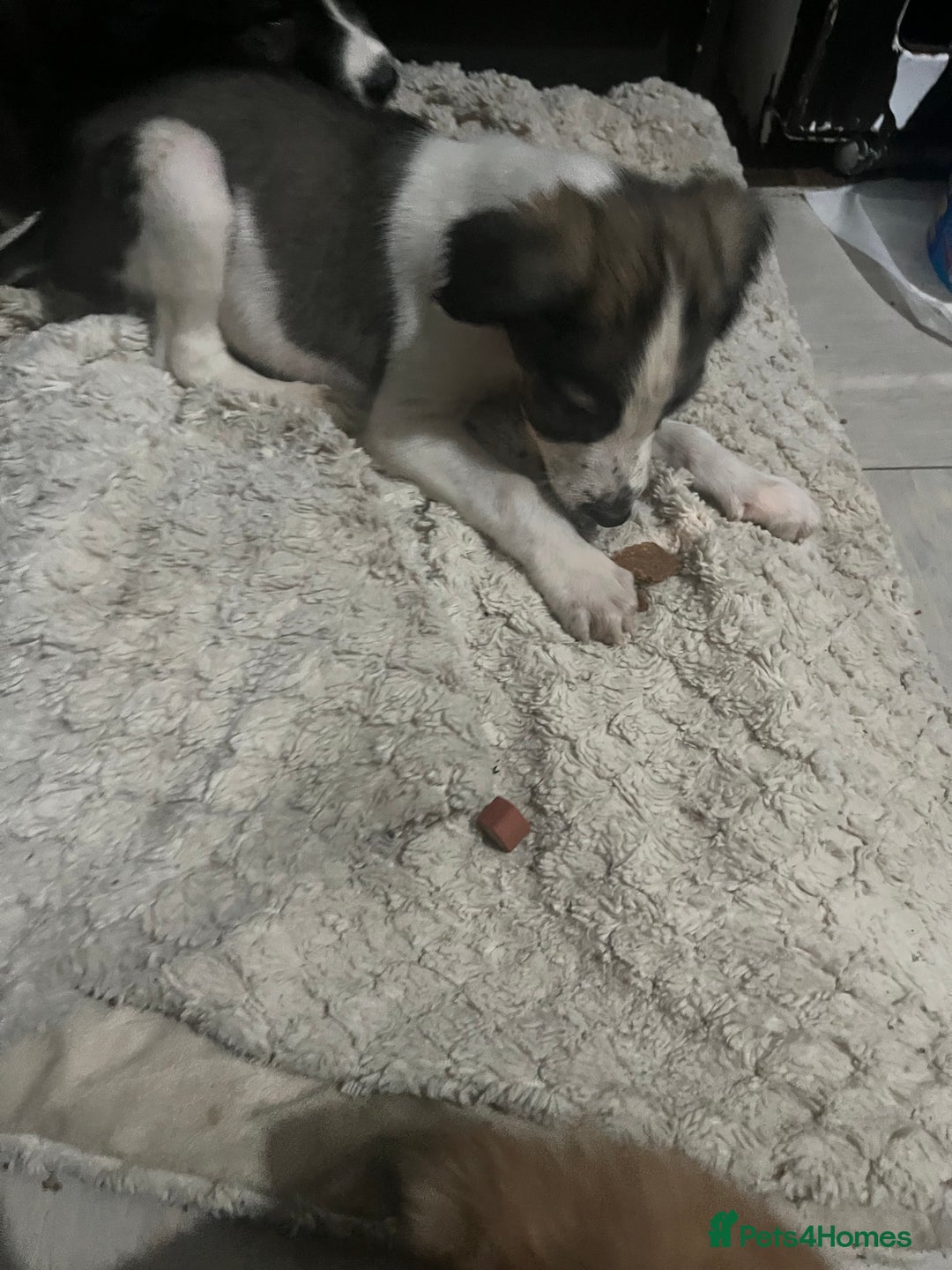 Saluki dogs for sale: Saluki - Advert 5