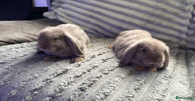 Mini Lop rabbits - Advert 8