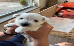 West Highland Terrier dogs for sale: West Highland Terriers For Sale - Image 2