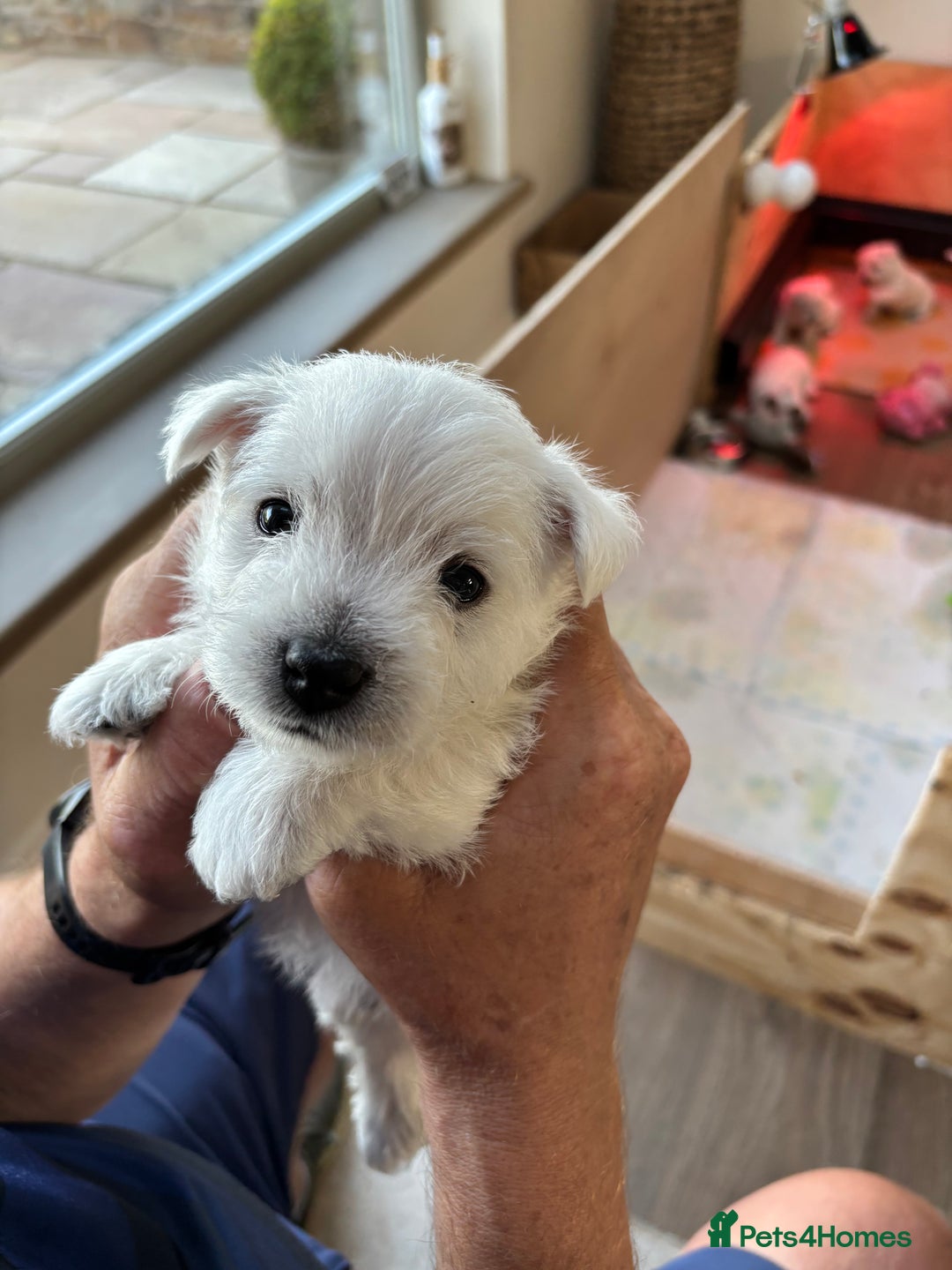 West Highland Terrier dogs for sale: West Highland Terriers For Sale - Image 2