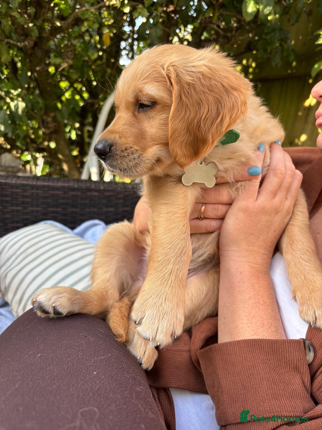 Golden Retriever dogs for sale: 🐾 Ready Soon!! KC Golden Retriever Male Puppies - Image 16