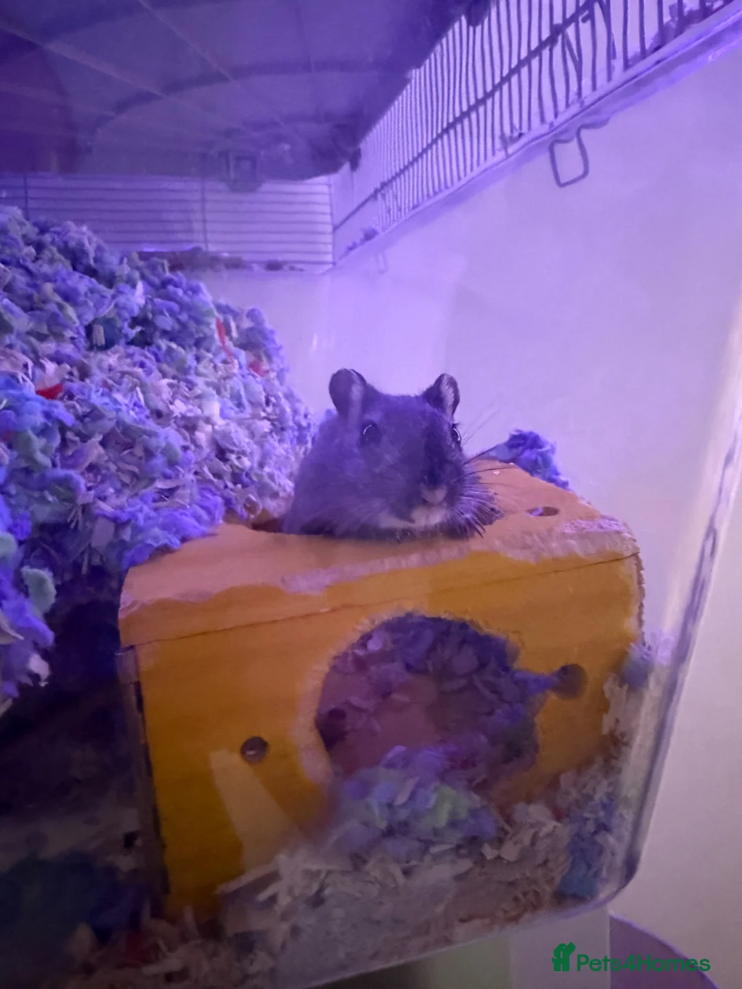 Gerbil rodents for sale: 2 Female Gerbils for Sale in Crawley - Advert 2