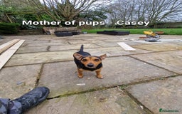 Jack Russell dogs for sale: Pure Jack russell puppies. Ultra-Rare colored.  - Advert 2