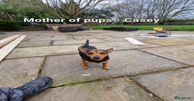 Jack Russell dogs Pure Jack russell puppies. Ultra-Rare colored.  - Advert 7