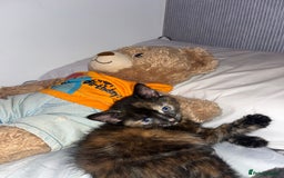 Bengal cats for sale: Marbles - Image 1