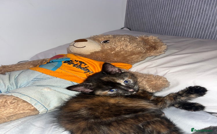 Bengal cats - Advert 1