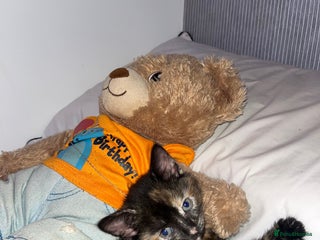 Bengal cats for sale - Advert 1