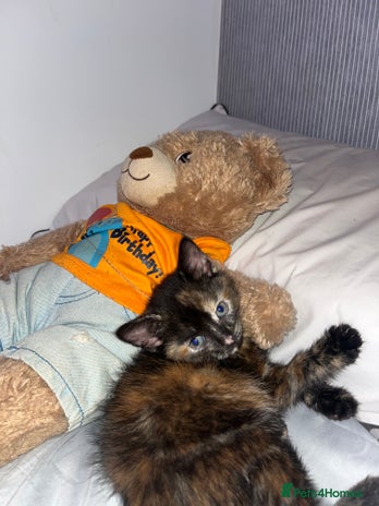 Bengal cats - Advert 1