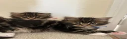 Maine Coon cats for sale: Fluffy picture perfect Maine Coon kittens in Tarporley - Advert 10