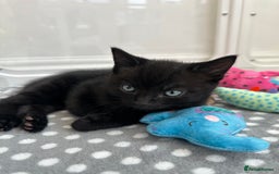 Mixed Breed cats for sale: Adorable mixed breed kittens for sale  - Image 7