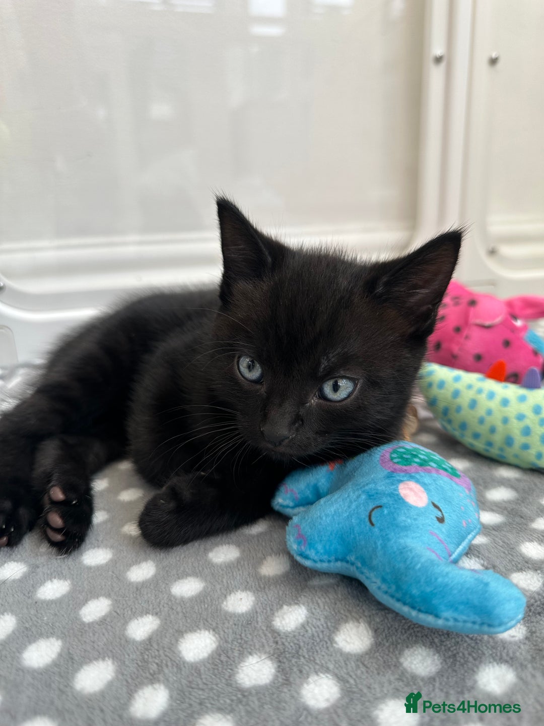 Mixed Breed cats for sale: Adorable mixed breed kittens for sale  - Image 7