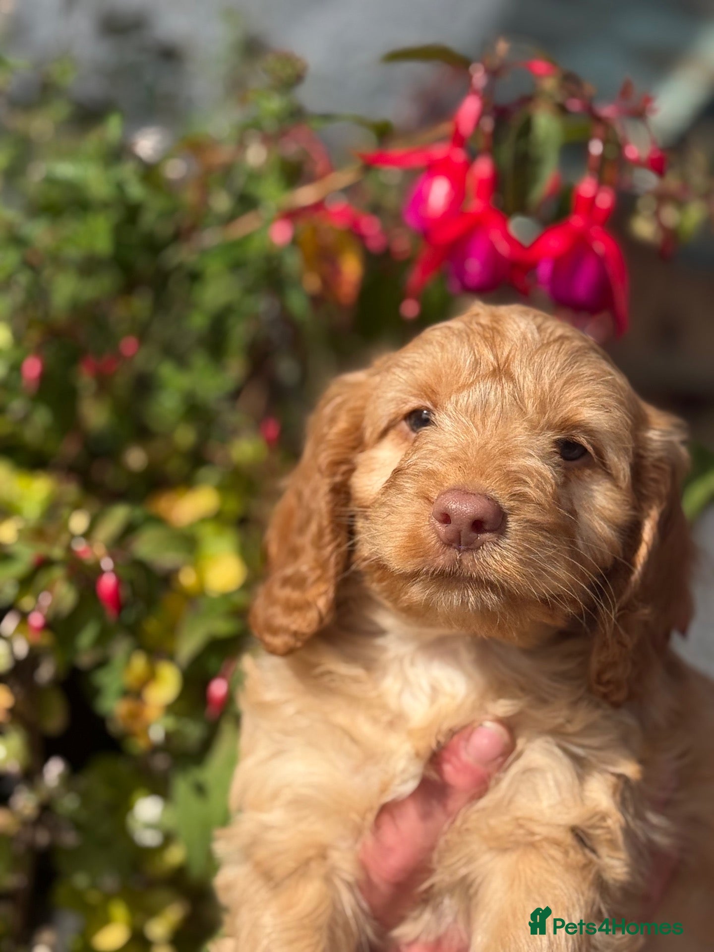 Cockapoo dogs Ready Now F1 Cockapoo boy  - Advert 2