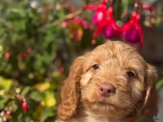 Cockapoo dogs Ready Now F1 Cockapoo boy - Advert 2