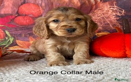Cocker Spaniel dogs for sale: Outstanding KC Show Cocker Spaniels 🩷 - Image 3