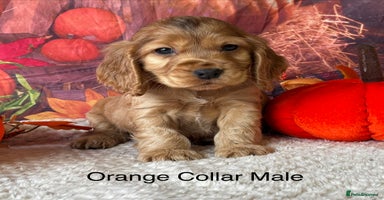 Cocker Spaniel dogs - Advert 11