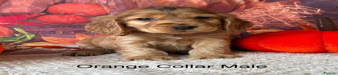 Orange Collar Male