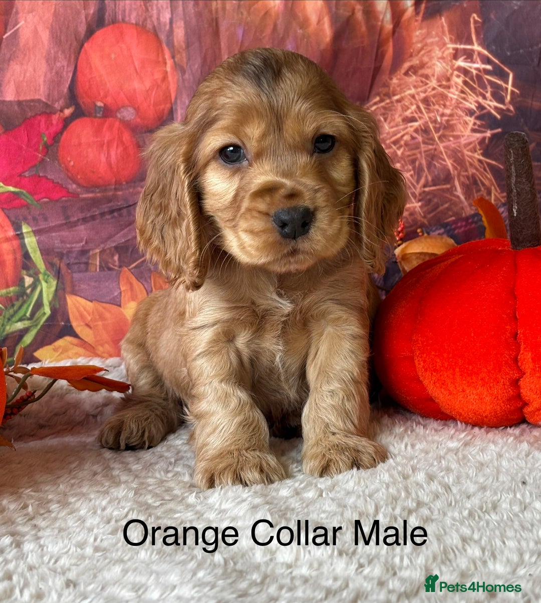 Cocker Spaniel dogs for sale: Outstanding KC Show Cocker Spaniels 🩷 - Image 3