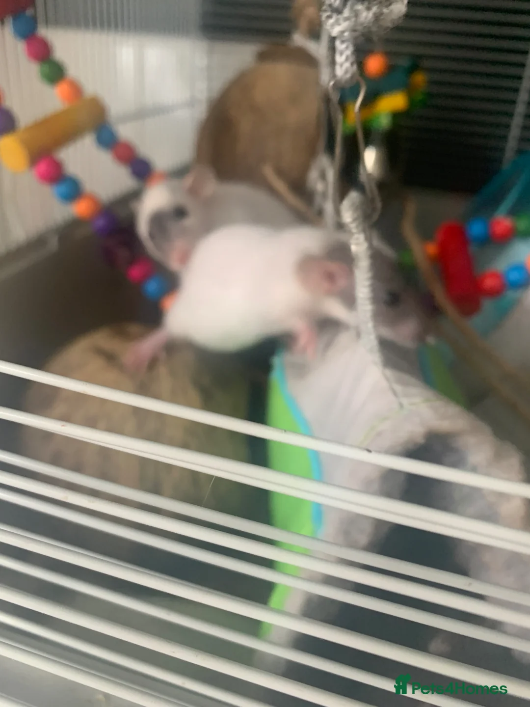 Rat rodents for sale: Baby rats  - Advert 5