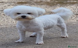 Poochon dogs for sale: 💥STUNNING H/TESTED F1 POOCHON PUPPIES FOR SALE💥 - Image 7