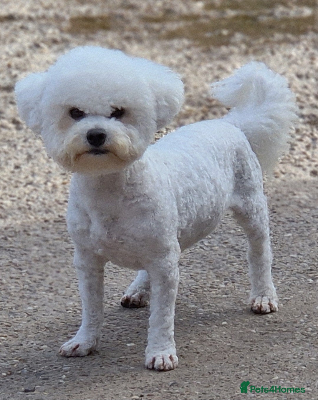 Poochon dogs for sale: 💥STUNNING H/TESTED F1 POOCHON PUPPIES FOR SALE💥 - Image 7