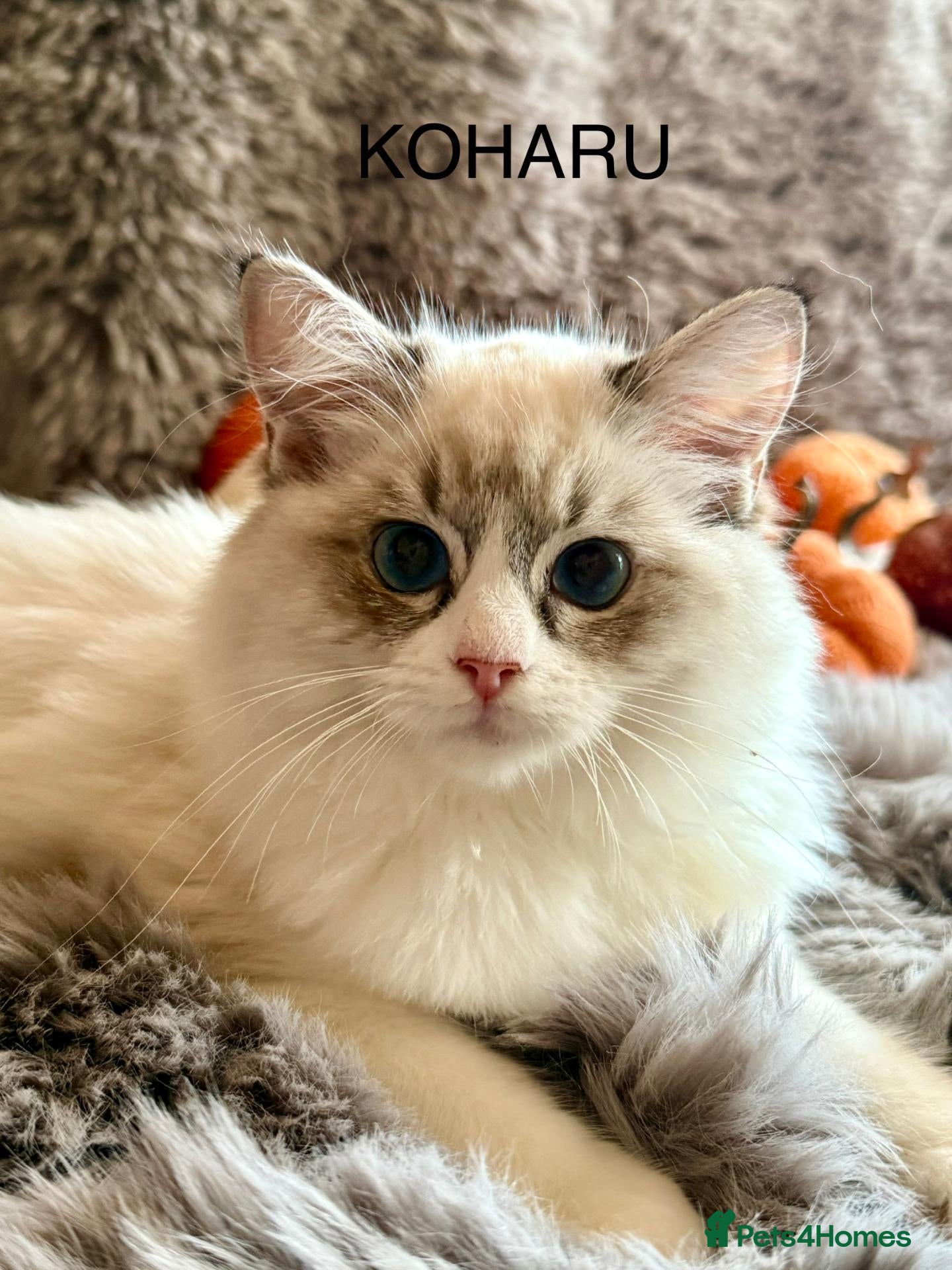 Ragdoll cats LAST FIFE REGISTRATION RAGDOLL KITTENS  - Advert 2