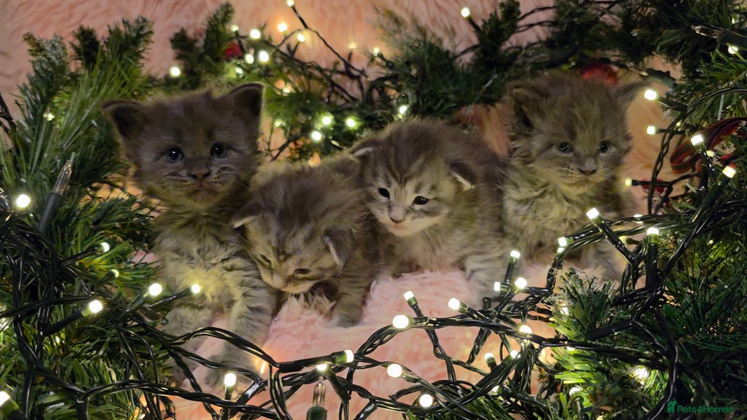 Maine Coon cats for sale: One beautiful tica female maine coon kitten left - Advert 29