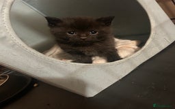 British Shorthair cats for sale: Beautiful male - Image 4