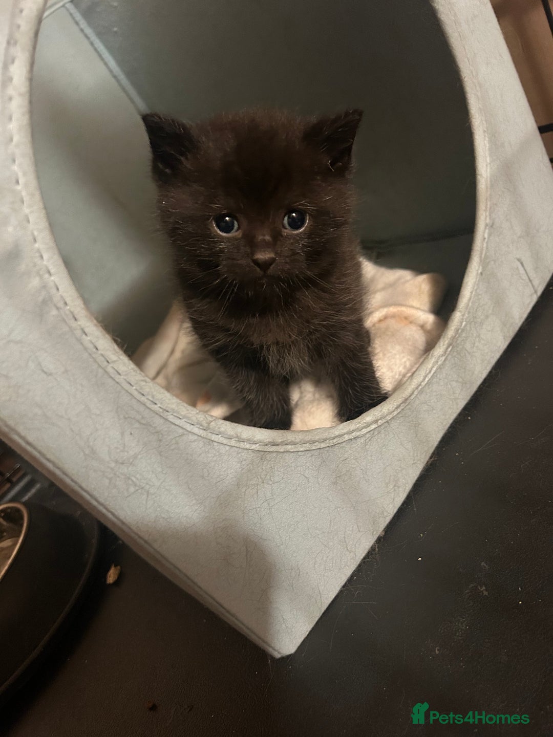British Shorthair cats for sale: Beautiful male - Image 4
