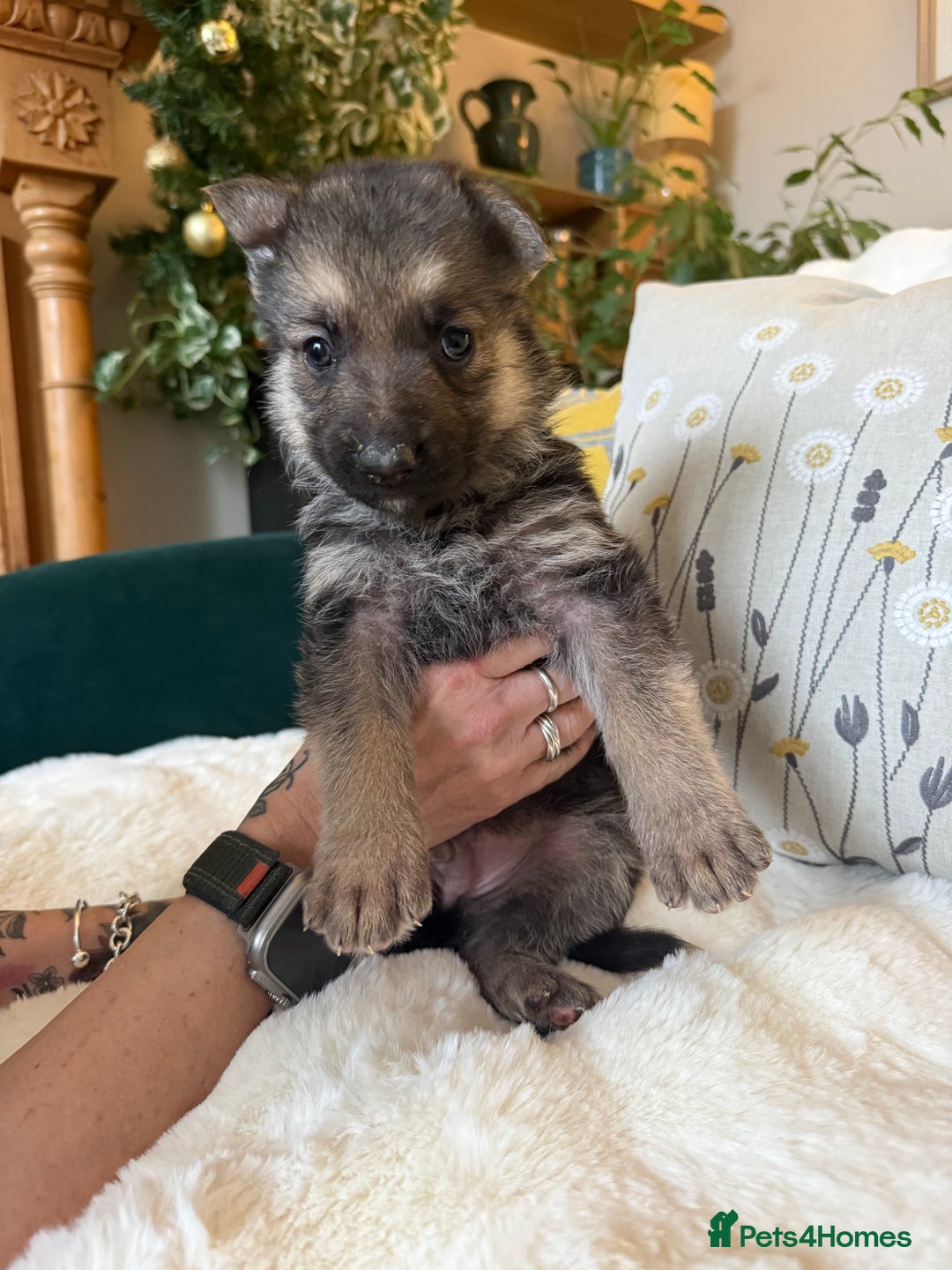 German Shepherd dogs for sale: Stunning German Shepherd Puppies - Advert 5