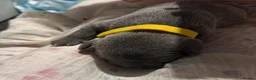 Staffordshire Bull Terrier dogs for sale: 💙KC BLUE STAFFORDSHIRE BULL TERRIER PUPPIES💙 - Advert 3