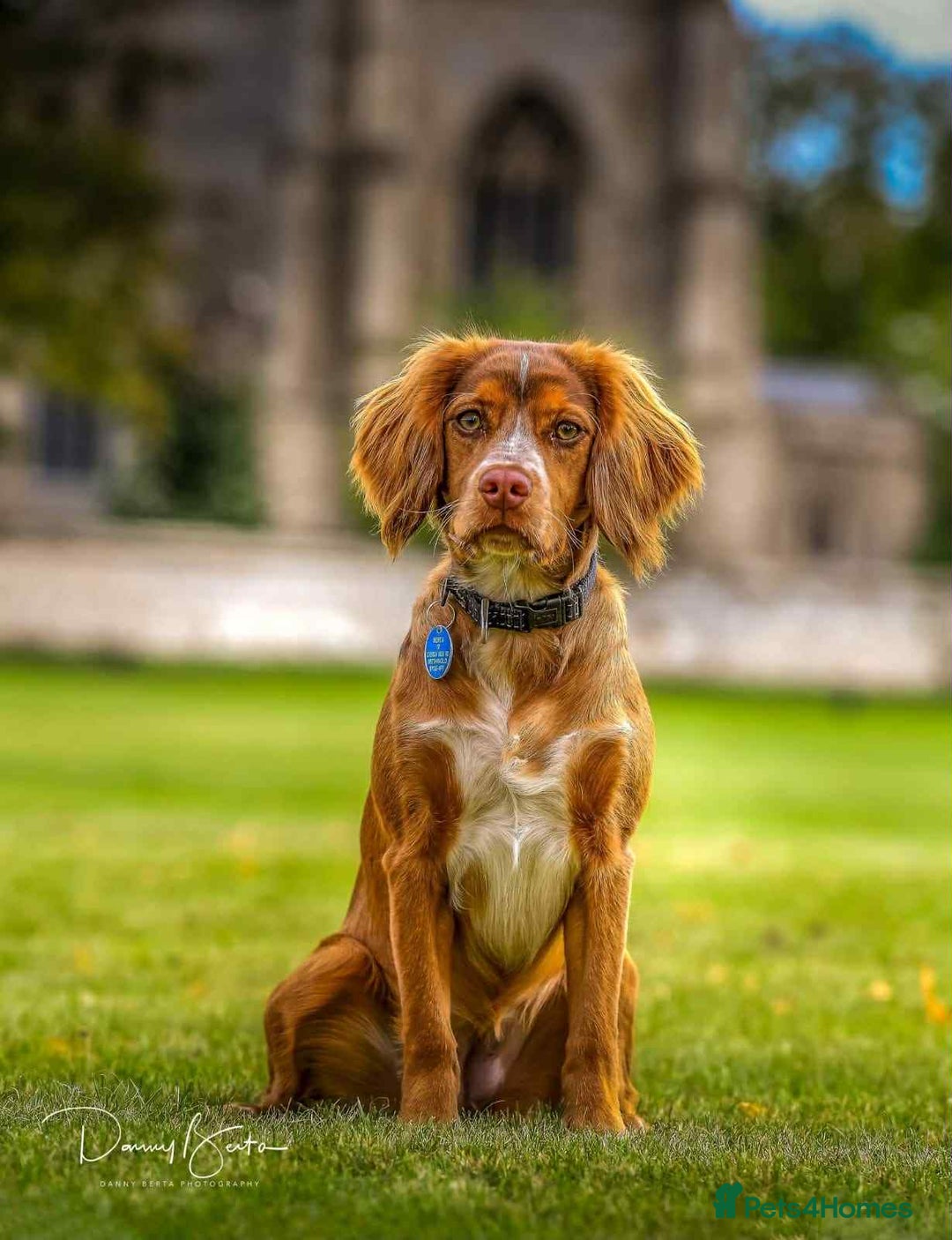 Sprocker dogs for sale: Sprocker Puppies for Sale, Mother Pure Bred Cocker - Advert 16