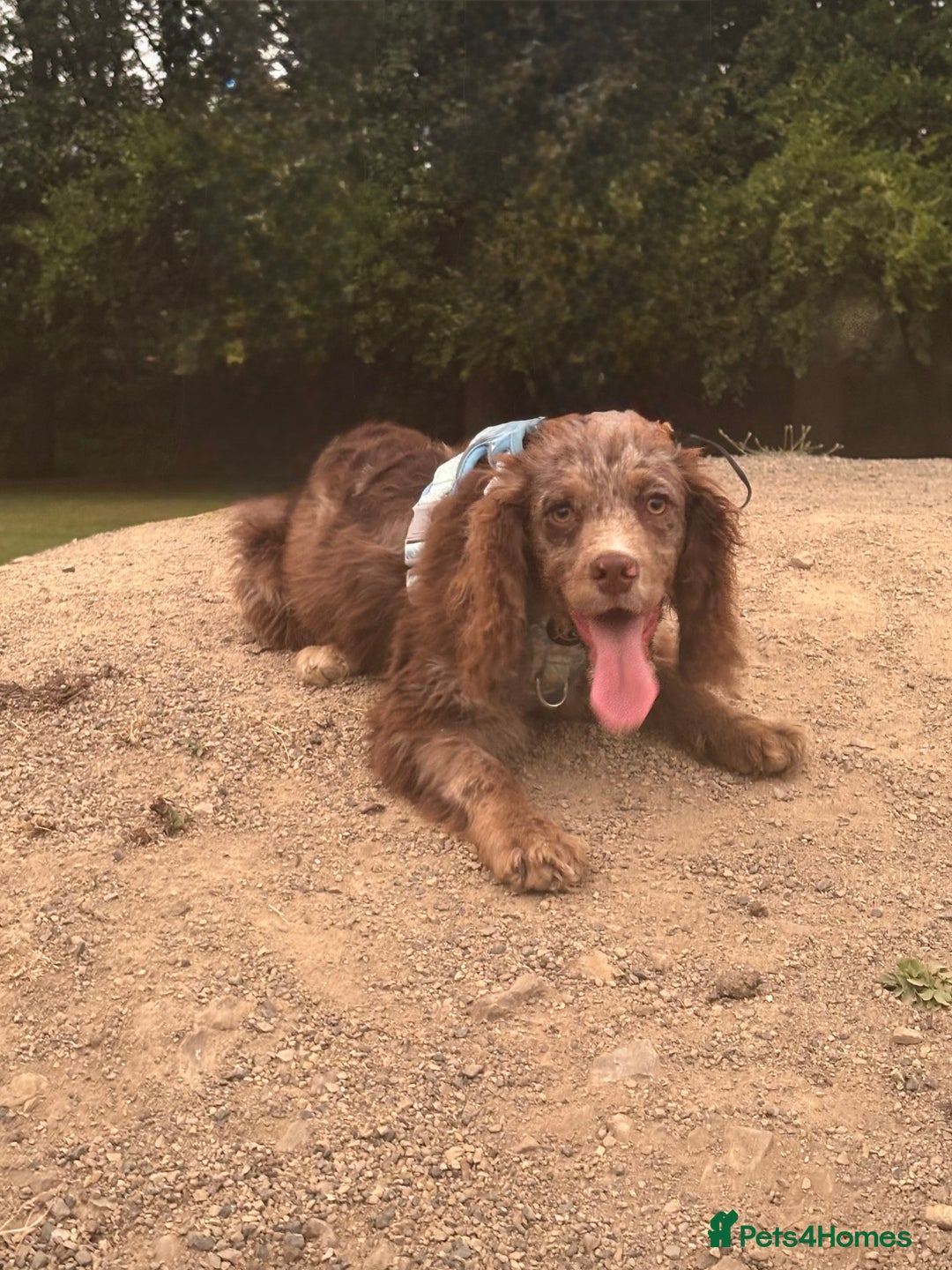 Cocker Spaniel dogs for sale: Merle male Cocker  - Image 3