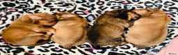 Mixed Breed dogs for sale: Cocker-Pomeranian  - Advert 20