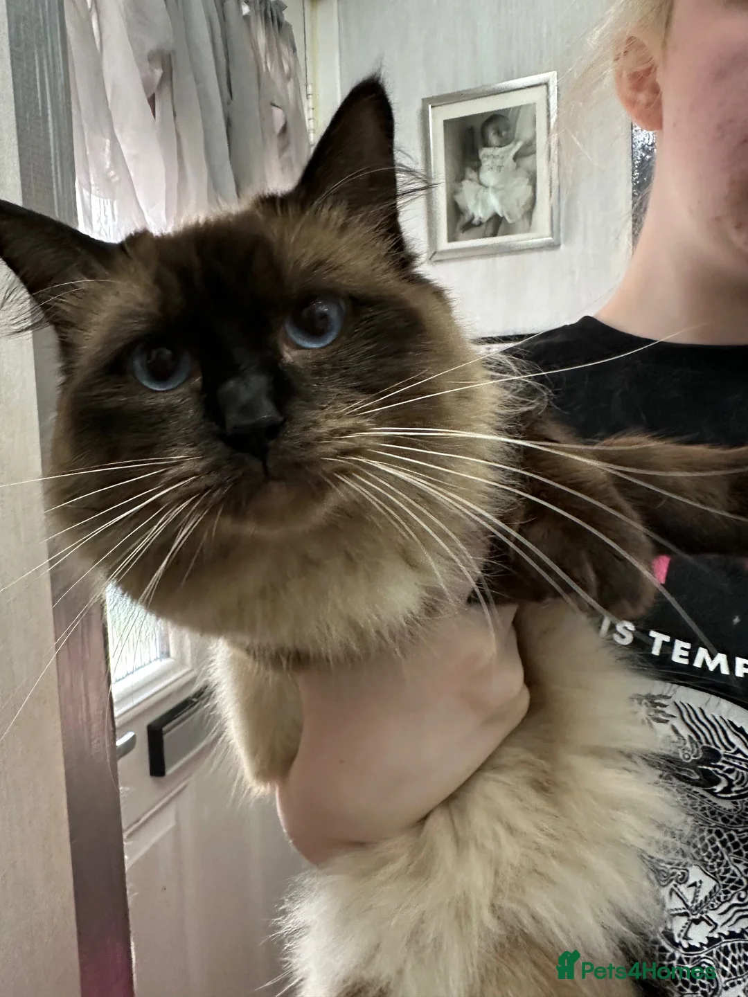 Ragdoll cats for sale: Ragdoll kittens girls in Bradford - Advert 1