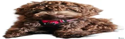 Cockapoo dogs for stud: Handsome F1 choc cockapoo 4 stud duty only in Diss - Advert 2