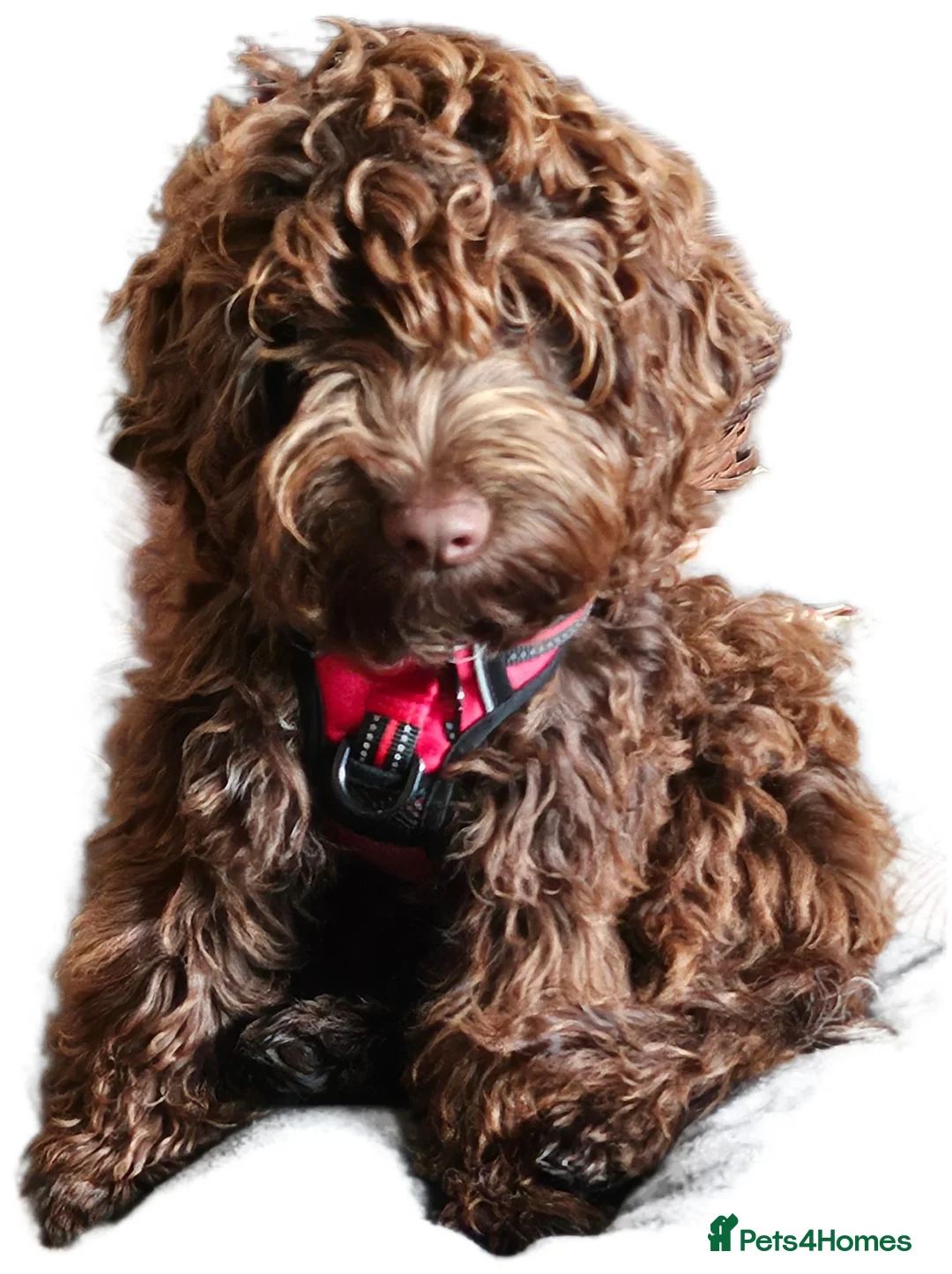 Cockapoo dogs for stud: Handsome F1 choc cockapoo 4 stud duty only in Diss - Advert 2