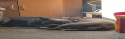 American Bully dogs for sale: Pocket bully - Advert 6