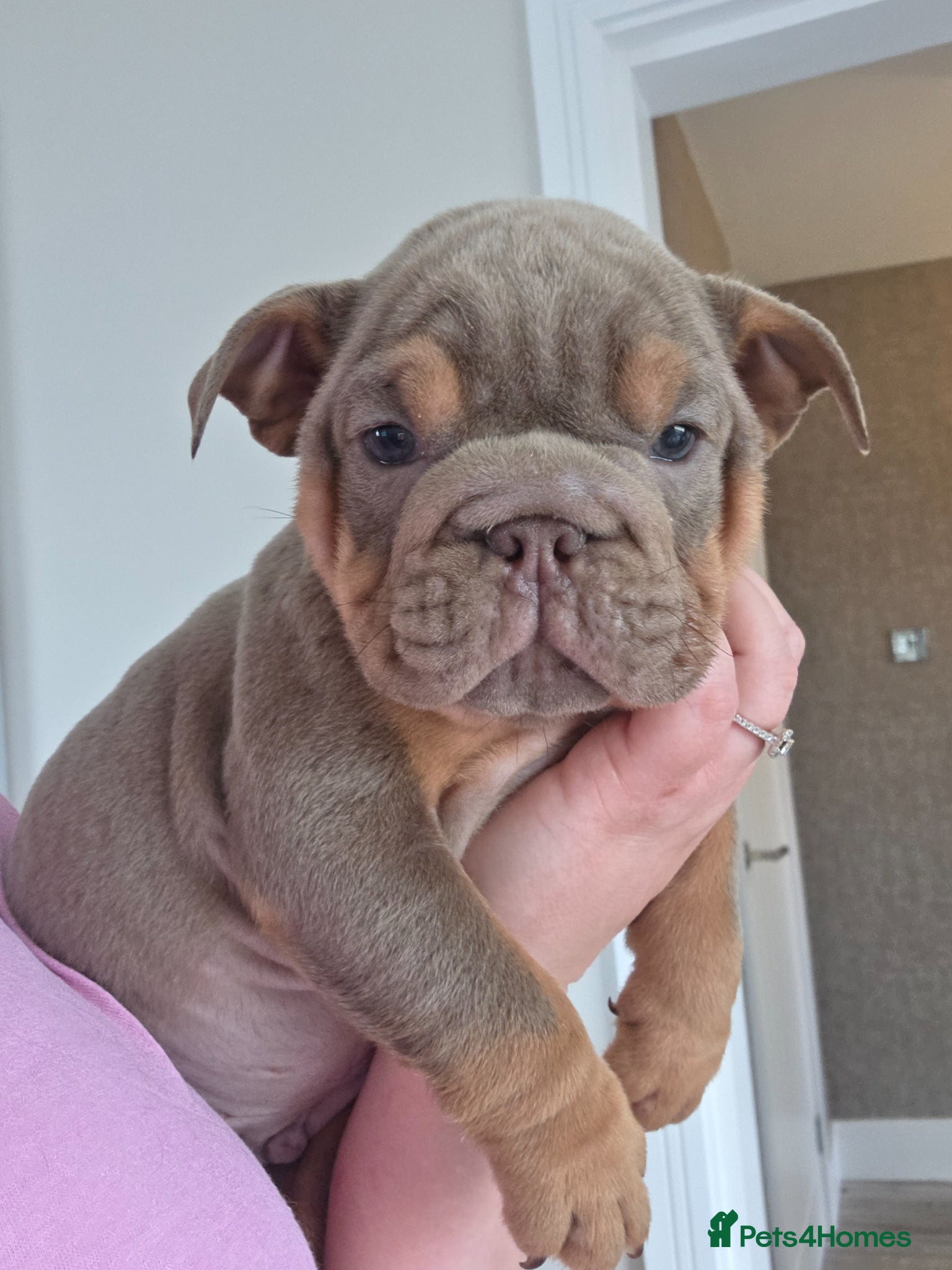 English Bulldog dogs british bulldog pups - Advert 2