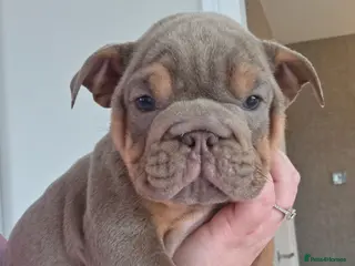 English Bulldog dogs british bulldog pups - Advert 2