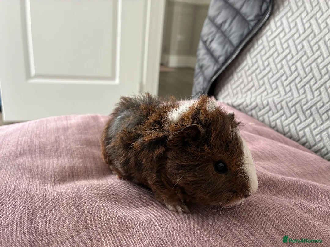 Guinea Pig rodents for sale: Male baby guinea pig for sale - Advert 3