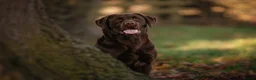 Labrador Retriever dogs for sale: KC Reg Chocolate Labrador Pups Excellent Pedigree  - Advert 10