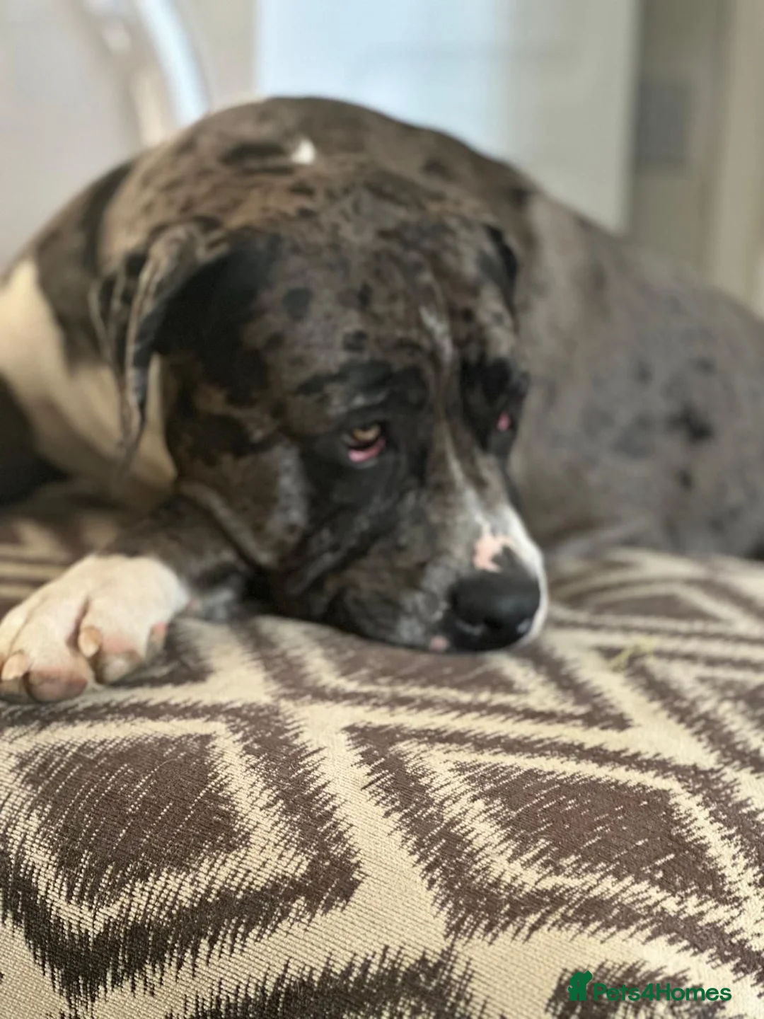 Cane Corso dogs for stud: 🔥 CORSO FOR STUD - Advert 1