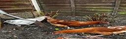 Chickens poultry for sale: 4 Hens for £70 in Manchester - Advert 22