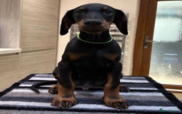 Dobermann dogs for sale: Top Quality Dobermann Puppies - Image 7