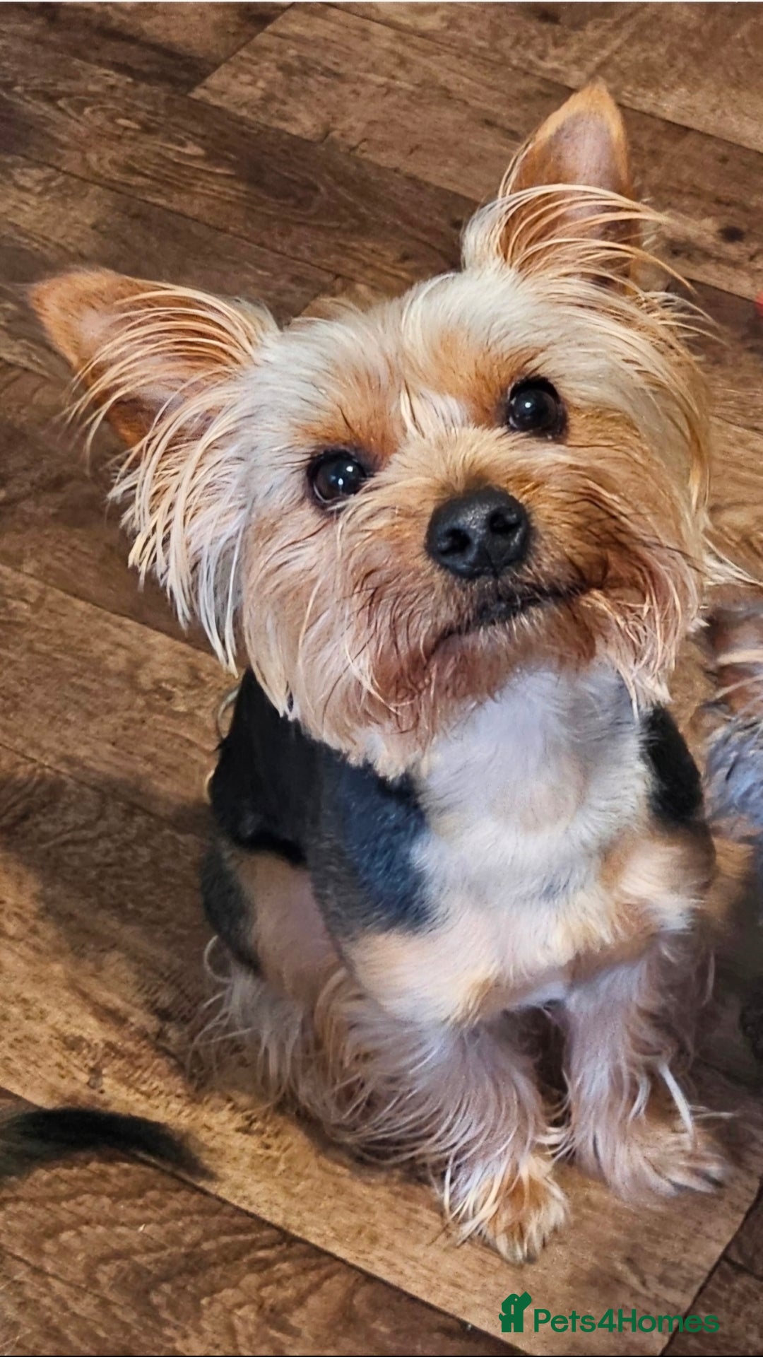 Yorkshire Terrier dogs for sale: Armani REHOME  - Advert 1