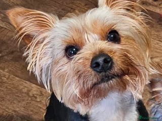 Yorkshire Terrier dogs Armani REHOME - Advert 2