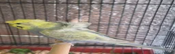 Budgerigars birds for sale: Beautiful pair of helicopter budgies  - Advert 6