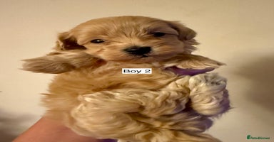 Maltipoo dogs - Advert 2